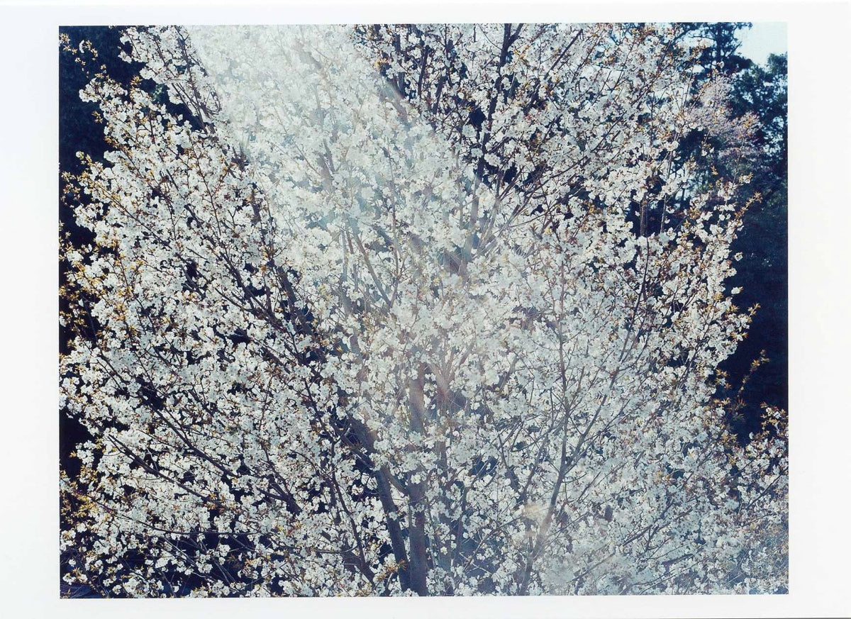 鈴木理策ポストカード SAKURA10,4-45