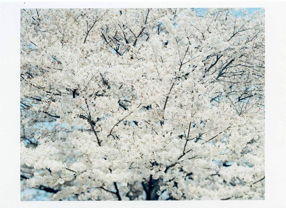 鈴木理策ポストカード SAKURA14,4-33