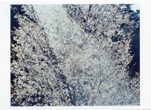 鈴木理策ポストカード SAKURA10,4-45