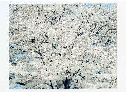 鈴木理策ポストカード SAKURA14,4-33